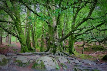 glendalough tree