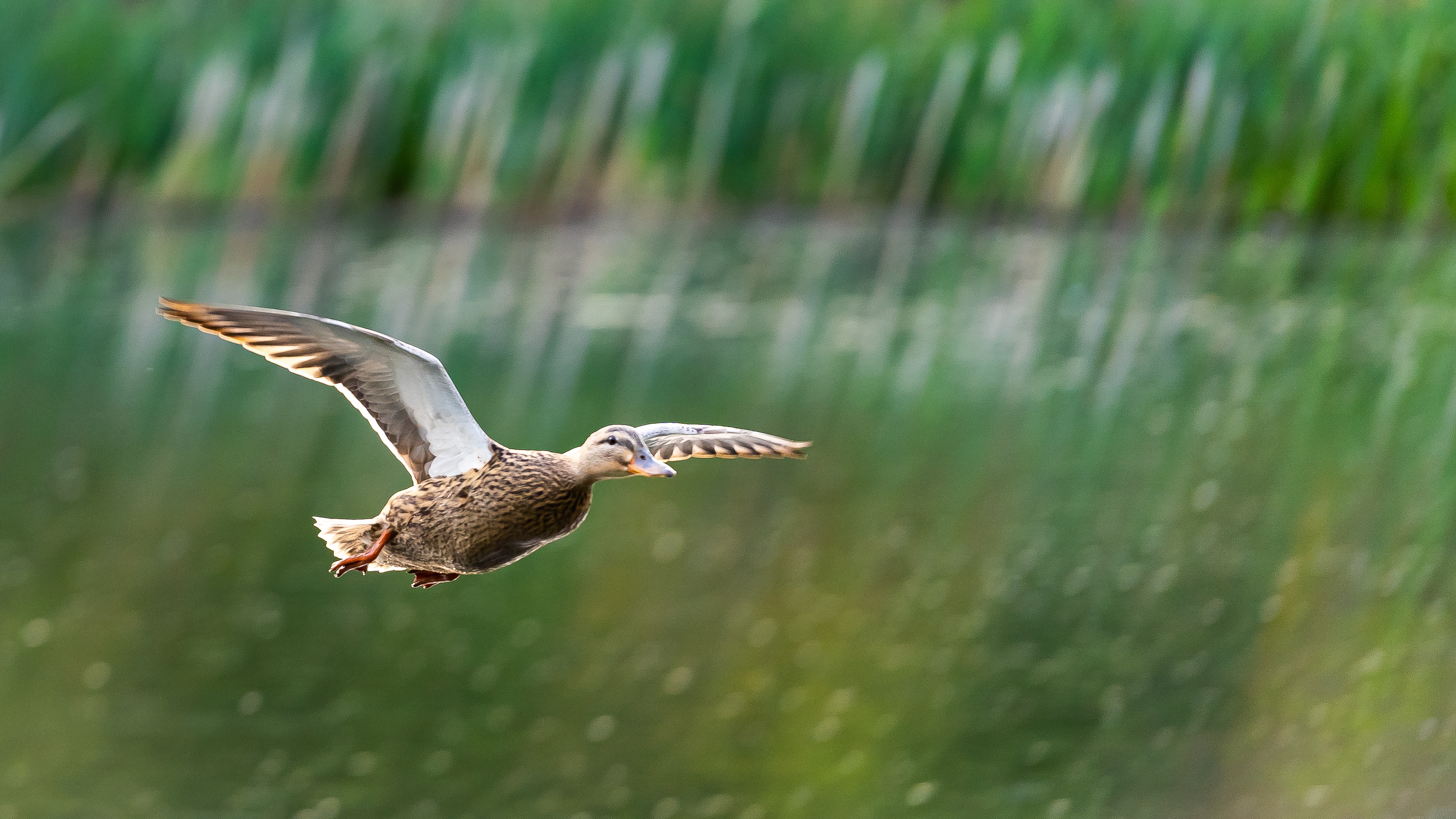 amee-fairbank-brown-rr6g3KQGqao-unsplash